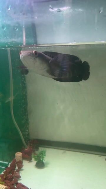 Cá lóc cảnh màu Đỏ. Mua bán Thú cưng khác tại Quận 12 Tp Hồ Chí Minh được đăng bởi Nguyên Nguyễn hình 1
