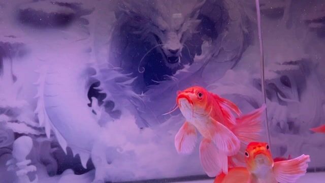 Cá cảnh màu Đỏ Ngoài 20. Mua bán Thú cưng khác tại Quận 12 Tp Hồ Chí Minh được đăng bởi Luân Farm hình 1