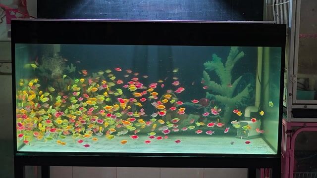 Hồ cá Kính 10ly 1m2x60x60. Mua bán Thú cưng khác tại Quận Gò Vấp Tp Hồ Chí Minh được đăng bởi Cá Vàng Oranda và Ranchu hình 1