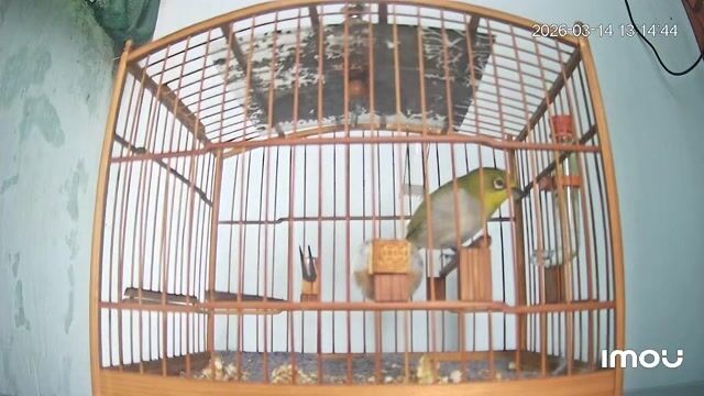 Khuyên xanh trống. Mua bán Chim tại Quận Gò Vấp Tp Hồ Chí Minh được đăng bởi Cường Cool hình 1