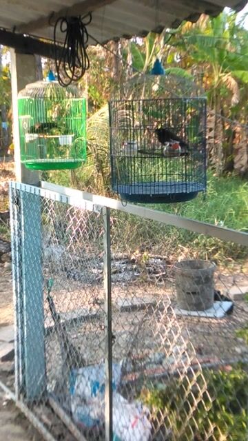 Chim Sáo nâu. Mua bán Chim tại Thành phố Sóc Trăng Sóc Trăng được đăng bởi nhóc nhỏ hình 1