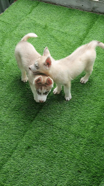 Chó Husky cái 2 tháng tuổi. Mua bán Chó tại Quận Hoàng Mai Hà Nội được đăng bởi PPKD hình 1