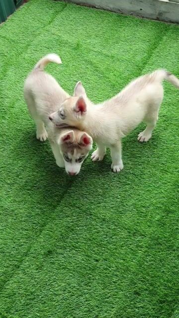 Chó Husky cái 2 tháng tuổi. Mua bán Chó tại Quận Hoàng Mai Hà Nội được đăng bởi PPKD hình 1