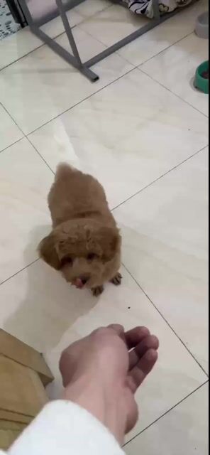 Chó Poodle tiny đực 3 tháng màu Nâu. Mua bán Chó tại Quận Cầu Giấy Hà Nội được đăng bởi Toàn Nguyễn hình 1