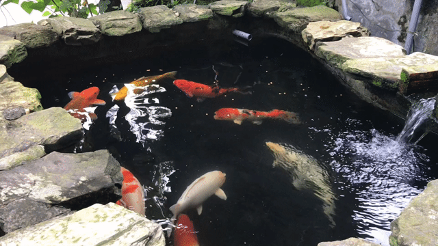 Cá Koi F1 To Đẹp Lâu Năm. Mua bán Thú cưng khác tại Huyện Sóc Sơn Hà Nội được đăng bởi Lang còi hình 1