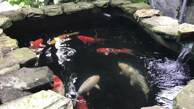 Cá Koi F1 To Đẹp Lâu Năm. Mua bán Thú cưng khác tại Huyện Sóc Sơn Hà Nội được đăng bởi Lang còi hình 1