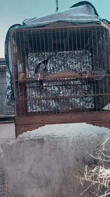 Chim chào mào trống. Mua bán Chim tại Huyện Bình Chánh Tp Hồ Chí Minh được đăng bởi Mai Nguyen hình 1