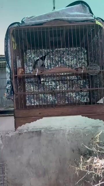 Chim chào mào trống. Mua bán Chim tại Huyện Bình Chánh Tp Hồ Chí Minh được đăng bởi Mai Nguyen hình 1