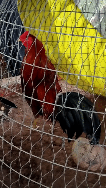 Gà phèn lai 2kg8.tay rất tốt. Mua bán Gà tại Thành phố Vị Thanh Hậu Giang được đăng bởi Nguyên đăng khoa hình 1