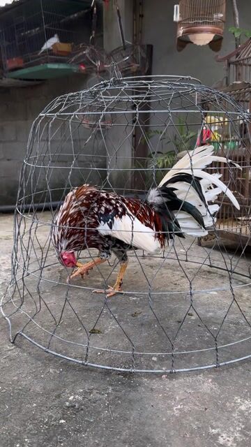 Gà Kelso bông zin. Mua bán Gà tại Thành phố Nha Trang Khánh Hòa được đăng bởi Bepsi hình 1