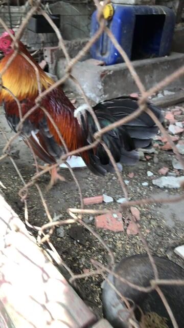 Gà chọi Cuban Mỹ Xám 1.58kg. Mua bán Gà tại Huyện Đức Hòa Long An được đăng bởi Ronaldinho hình 1