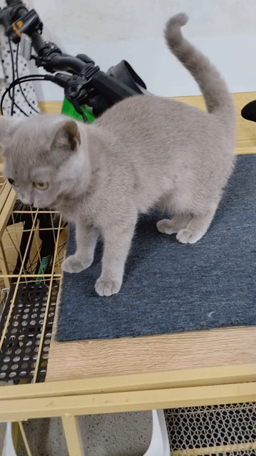 Mèo British Shorthair Cái Lilac Đã tiêm 3 mũi. Mua bán Mèo tại Quận Ba Đình Hà Nội được đăng bởi Mai Nguyen hình 1