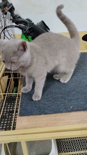 Mèo British Shorthair Cái Lilac Đã tiêm 3 mũi. Mua bán Mèo tại Quận Ba Đình Hà Nội được đăng bởi Mai Nguyen hình 1