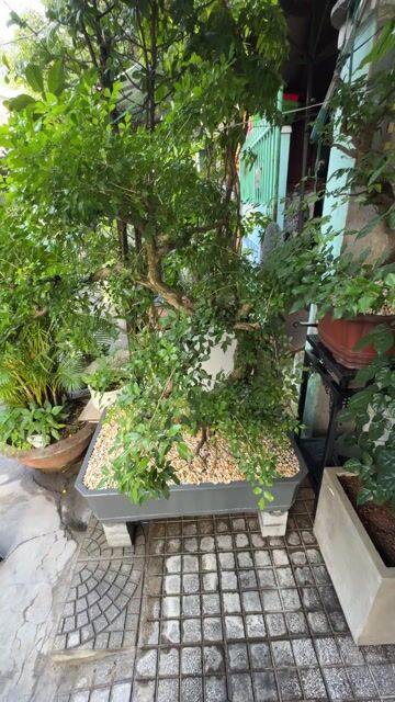 BÁN CÂY NGUYỆT QUẾ. Mua bán Cây cảnh, đồ trang trí tại Quận Thanh Khê Đà Nẵng được đăng bởi TRƯƠNG QUANG TRƯỜNG hình 1