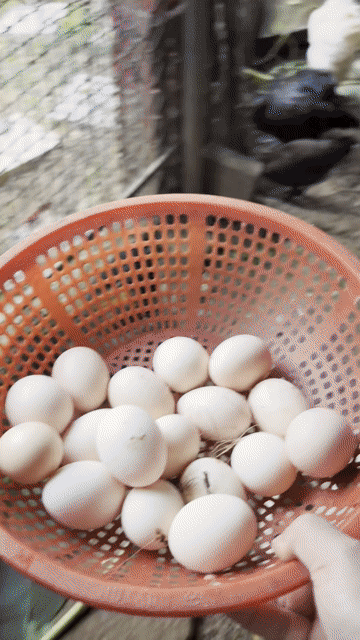 trứng gà hơ mông bản đoạ. Mua bán Gà tại Huyện Đại Lộc Quảng Nam được đăng bởi Phạm Thông hình 1
