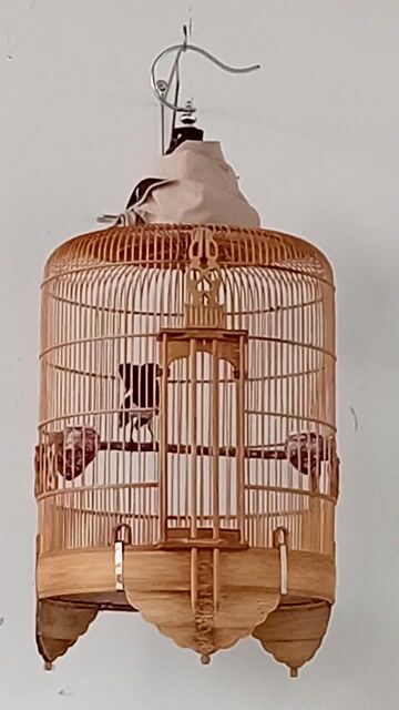 Chim Chích chòe than bổi tuyển. Mua bán Chim tại Quận Tân Bình Tp Hồ Chí Minh được đăng bởi Chí Thiện  hình 1