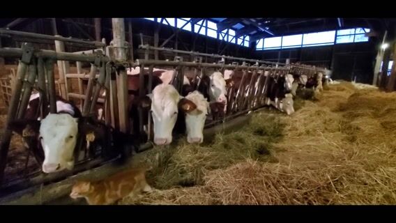 une journée à la ferme