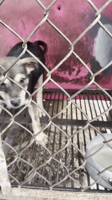 Chó Phú Quốc lai Husky Đen Nâu Trắng. Mua bán Chó tại Thành phố Biên Hòa Đồng Nai được đăng bởi Huy hình 1