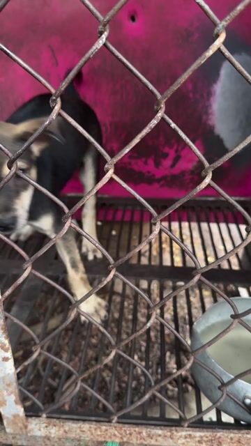 Chó Phú Quốc lai Husky Đen Nâu Trắng. Mua bán Chó tại Thành phố Biên Hòa Đồng Nai được đăng bởi Huy hình 1