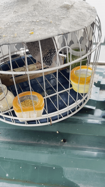 Chim cu gáy đa lối đấu mọi địa hình âm thổ. Mua bán Chim tại Quận Nam Từ Liêm Hà Nội được đăng bởi Trung hình 1