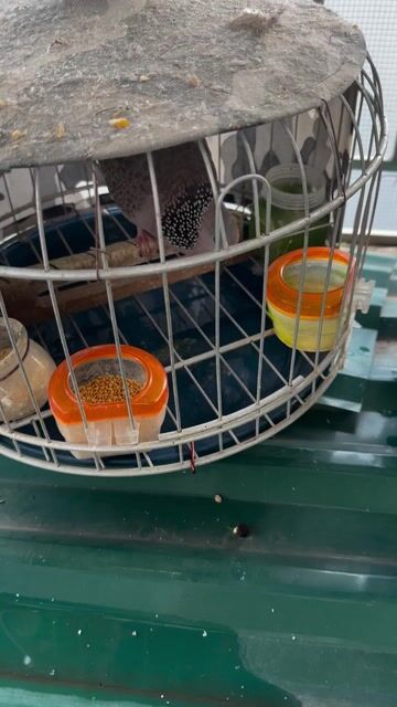 Chim cu gáy đa lối đấu mọi địa hình âm thổ. Mua bán Chim tại Quận Nam Từ Liêm Hà Nội được đăng bởi Trung hình 1