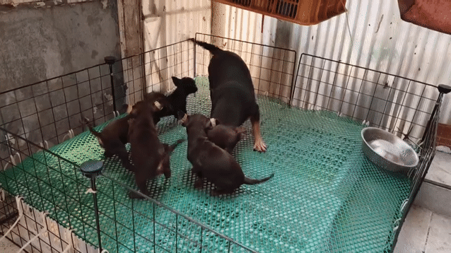 Chó Phốc Hươu đực 2 tháng 1 mũi. Mua bán Chó tại Quận 5 Tp Hồ Chí Minh được đăng bởi an hình 1