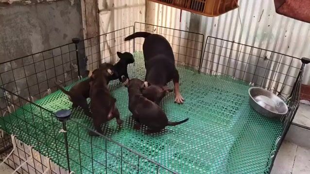 Chó Phốc Hươu đực 2 tháng 1 mũi. Mua bán Chó tại Quận 5 Tp Hồ Chí Minh được đăng bởi an hình 1