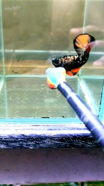 Cá Betta Đực Đen Cam Trắng. Mua bán Thú cưng khác tại Thành phố Thủ Đức Tp Hồ Chí Minh được đăng bởi anh tú hình 1