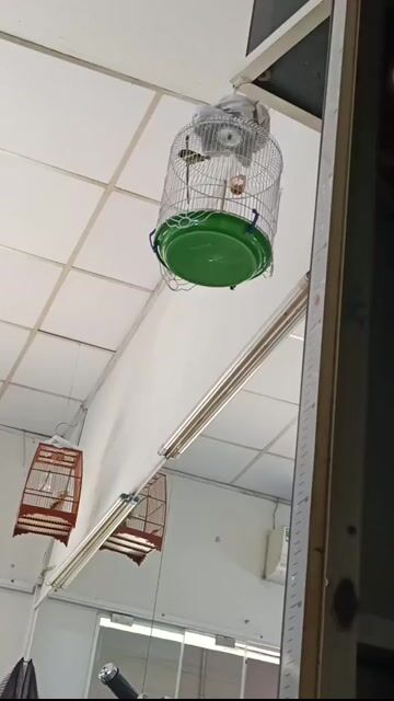 Chim hút mật 5 màu 3 tháng. Mua bán Chim tại Quận Bình Tân Tp Hồ Chí Minh được đăng bởi Ngọc Tường Phạm hình 1