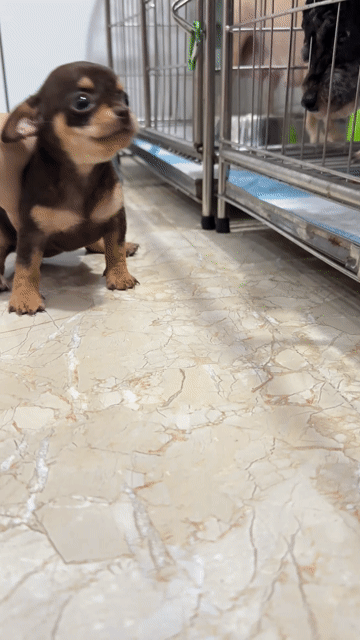 Chó Chihuahua thuần chủng. Mua bán Chó tại Quận Hoàng Mai Hà Nội được đăng bởi Thu Thuỷ hình 1