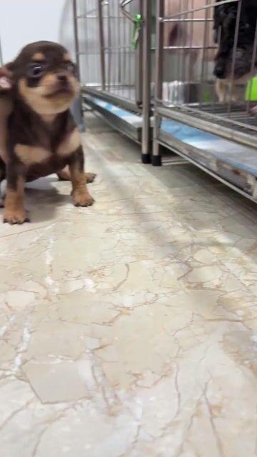 Chó Chihuahua thuần chủng. Mua bán Chó tại Quận Hoàng Mai Hà Nội được đăng bởi Thu Thuỷ hình 1