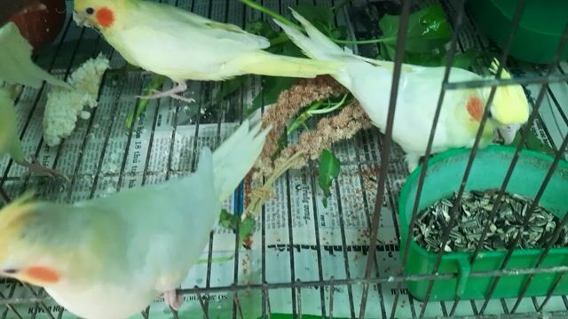 Vẹt Pikachu siêu ngoan siêu dạng người. Mua bán Chim tại Quận Gò Vấp Tp Hồ Chí Minh được đăng bởi Chim Vẹt Cảnh TPHCM hình 1