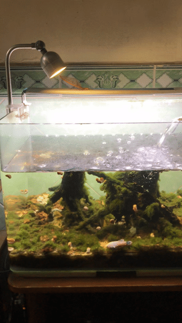 Hồ cá 50x34x34cm lọc ngoài đèn hồng ngoại. Mua bán Phụ kiện, Thức ăn, Dịch vụ tại Quận 11 Tp Hồ Chí Minh được đăng bởi Bảo hình 1