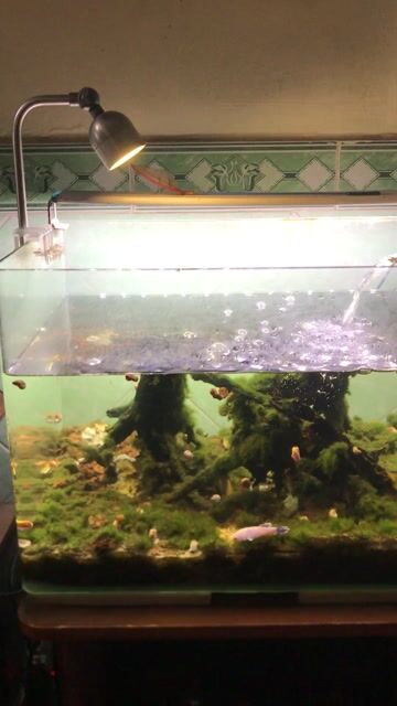 Hồ cá 50x34x34cm lọc ngoài đèn hồng ngoại. Mua bán Phụ kiện, Thức ăn, Dịch vụ tại Quận 11 Tp Hồ Chí Minh được đăng bởi Bảo hình 1