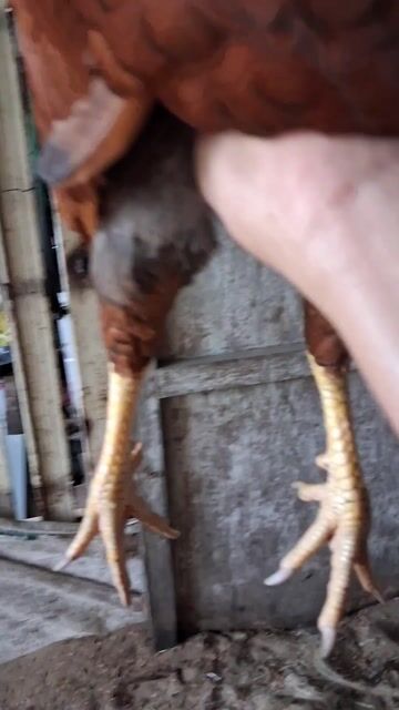 Gà chọi Khét Đực 2.5kg. Mua bán Gà tại Thành phố Bạc Liêu Bạc Liêu được đăng bởi Vũ  hình 1