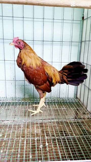 Gà trống tơ 1.4kg-1.5kg. Mua bán Gà tại Quận Bình Tân Tp Hồ Chí Minh được đăng bởi Huynh tien dat hình 1