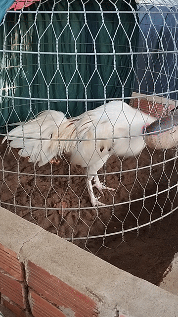 Bướm 2kg850 tay rất tốt. Mua bán Gà tại Thành phố Vị Thanh Hậu Giang được đăng bởi Nguyên đăng khoa hình 1
