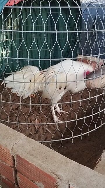 Bướm 2kg850 tay rất tốt. Mua bán Gà tại Thành phố Vị Thanh Hậu Giang được đăng bởi Nguyên đăng khoa hình 1