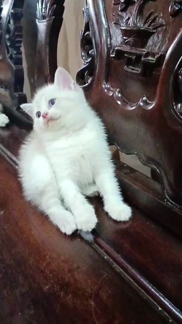 Mèo ALN đực 2 tháng tuổi. Mua bán Mèo tại Quận Lê Chân Hải Phòng được đăng bởi Ching hình 1