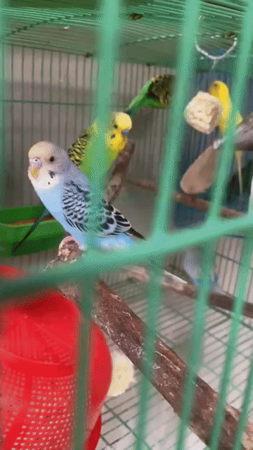 Chim Yến Phụng Hà Lan Đa sắc non. Mua bán Chim tại Thành phố Trà Vinh Trà Vinh được đăng bởi Chim Vẹt Trà Vinh hình 1