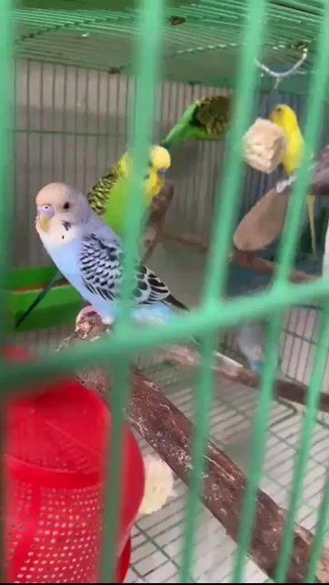 Chim Yến Phụng Hà Lan Đa sắc non. Mua bán Chim tại Thành phố Trà Vinh Trà Vinh được đăng bởi Chim Vẹt Trà Vinh hình 1