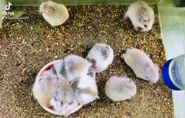Hamster Robo Nhiều màu tại Thủ Dầu Một. Mua bán Thú cưng khác tại Thành phố Thủ Dầu Một Bình Dương được đăng bởi Tuấn hình 1