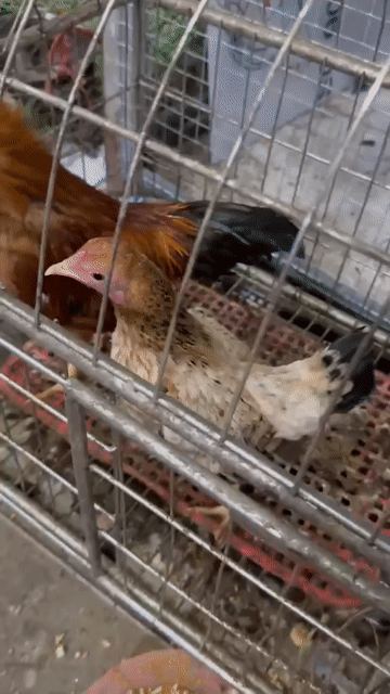 Gà tre Cộc Tít. Mua bán Gà tại Quận Hoàng Mai Hà Nội được đăng bởi Bia Hà Nội hình 1