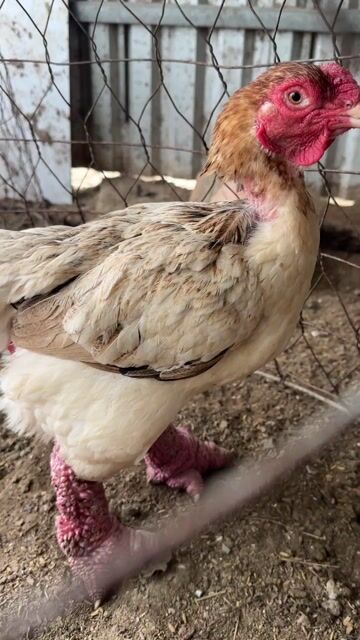 Gà Đông Tảo mái trên 3kg gà tơ có đổi tre. Mua bán Gà tại Huyện Càng Long Trà Vinh được đăng bởi vo minh hien hình 1