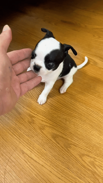 Chihuahua Mini màu bò sữa. Mua bán Chó tại Huyện Đông Anh Hà Nội được đăng bởi Nguyen hung hình 1