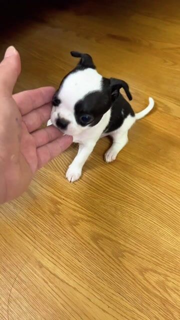 Chihuahua Mini màu bò sữa. Mua bán Chó tại Huyện Đông Anh Hà Nội được đăng bởi Nguyen hung hình 1