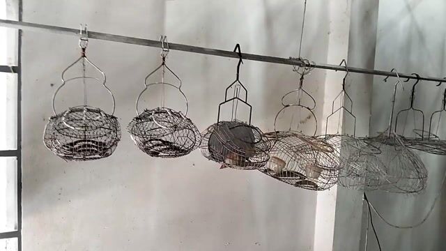 thanh lí 13 cái lụp bẫy giá 2 triệu. . Mua bán Phụ kiện, Thức ăn, Dịch vụ tại Huyện Củ Chi Tp Hồ Chí Minh được đăng bởi chim cảnh Hiếu BiO hình 1