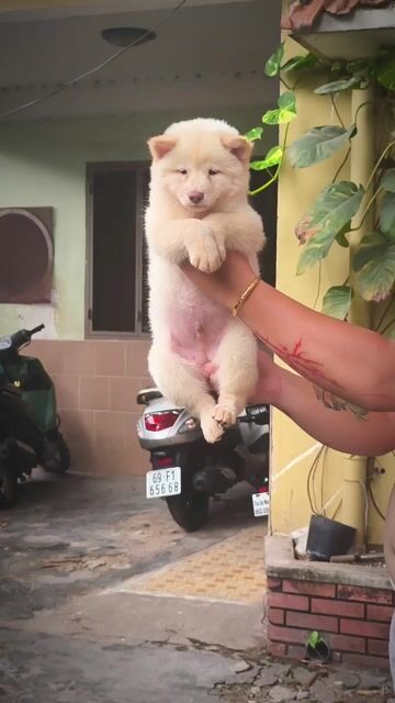 Chó Mông Cộc Đực Kem Đẹp Lưỡi Full Đen Chuẩn Giống
