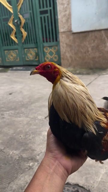 Gà lai mỹ nặng. Mua bán Gà tại Thành phố Dĩ An Bình Dương được đăng bởi Lâm hình 1
