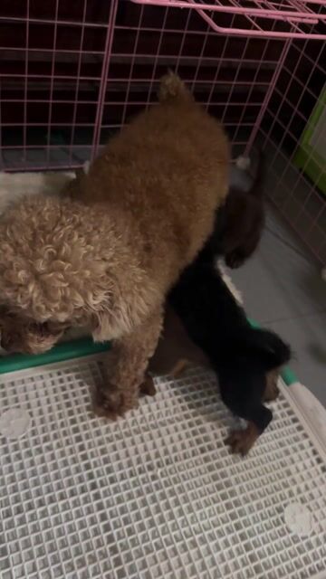 Poodle lai lạp xưởng. Mua bán Chó tại Thành phố Sa Đéc Đồng Tháp được đăng bởi Kẹo Ngọt hình 1